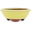 Vaso bonsai rotondo giallo di Eime Yozan - 100 x 100 x 35 mm
