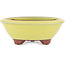 Vaso bonsai rotondo giallo di Eime Yozan - 100 x 100 x 35 mm