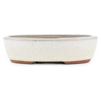 Eimei ( Yozan kiln) Maceta para bonsái de color blanquecino de 153 mm de Eime Yozan, Tokoname, Japón