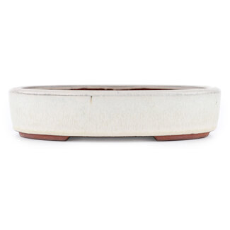  Eimei ( Yozan kiln) Maceta para bonsái de color blanquecino de 185 mm de Eime Yozan, Tokoname, Japón