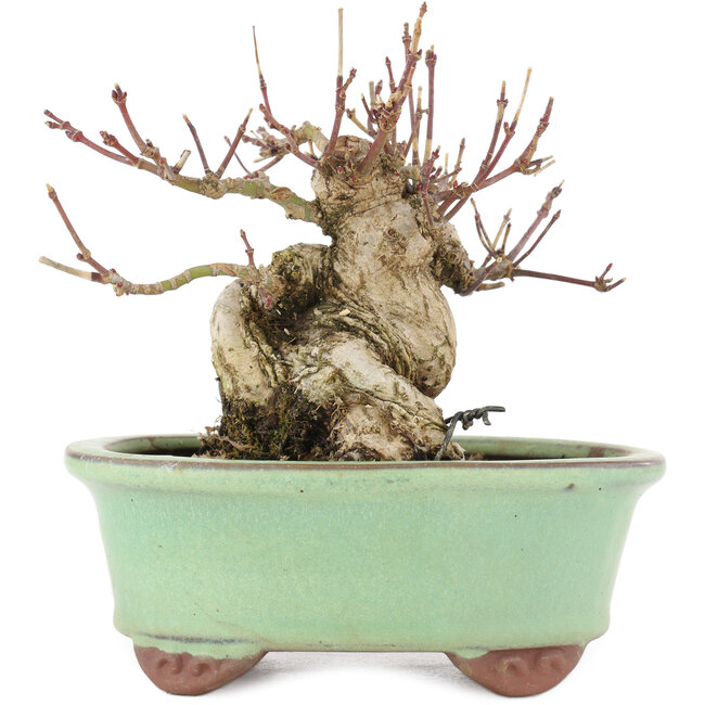 Acer palmatum, 12,5 cm, ± 25 años