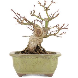 Acer palmatum, 14,3 cm, ± 20 anni