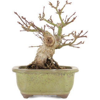 Acer palmatum, 14,3 cm, ± 20 años