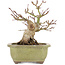 Acer palmatum, 14,3 cm, ± 20 anni