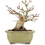 Acer palmatum, 14,3 cm, ± 20 ans