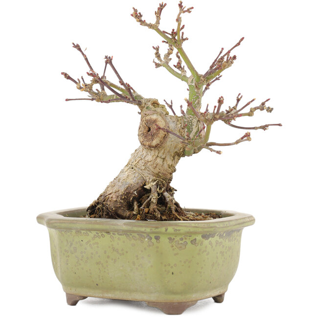 Acer palmatum, 14,3 cm, ± 20 ans