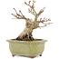 Acer palmatum, 14,3 cm, ± 20 anni