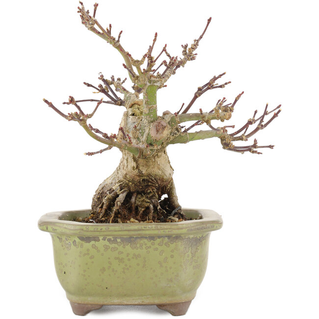 Acer palmatum, 14,3 cm, ± 20 Jahre alt