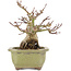 Acer palmatum, 14,3 cm, ± 20 jaar oud