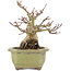 Acer palmatum, 14,3 cm, ± 20 Jahre alt