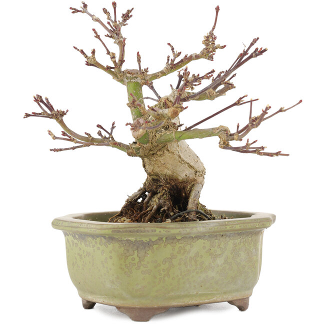 Acer palmatum, 14,3 cm, ± 20 ans