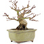 Acer palmatum, 14,3 cm, ± 20 jaar oud