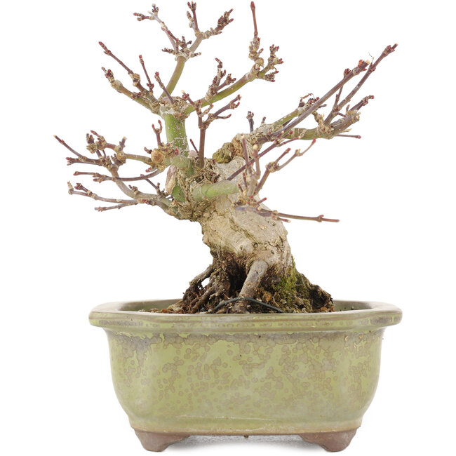 Acer palmatum, 14,3 cm, ± 20 anni