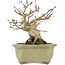 Acer palmatum, 14,3 cm, ± 20 años