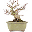 Acer palmatum, 14,3 cm, ± 20 jaar oud