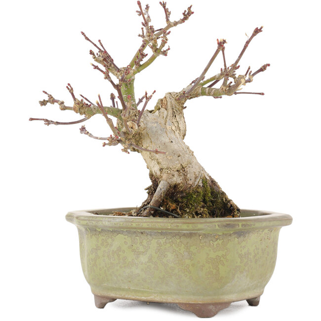 Acer palmatum, 14,3 cm, ± 20 años