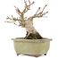 Acer palmatum, 14,3 cm, ± 20 Jahre alt