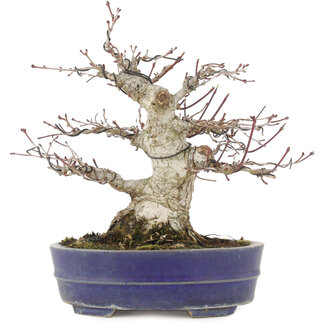 Acer palmatum, 18 cm, ± 25 jaar oud