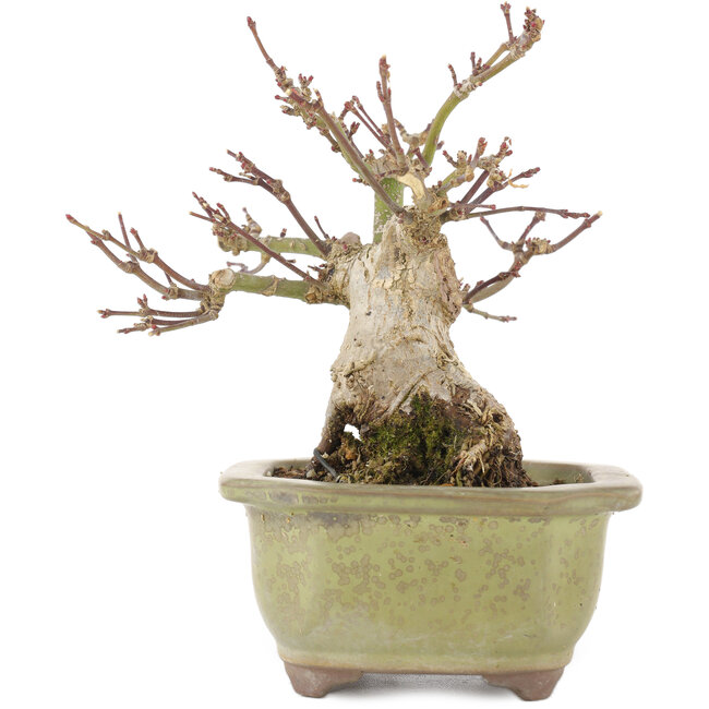 Acer palmatum, 14,3 cm, ± 20 ans