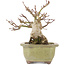 Acer palmatum, 14,3 cm, ± 20 Jahre alt