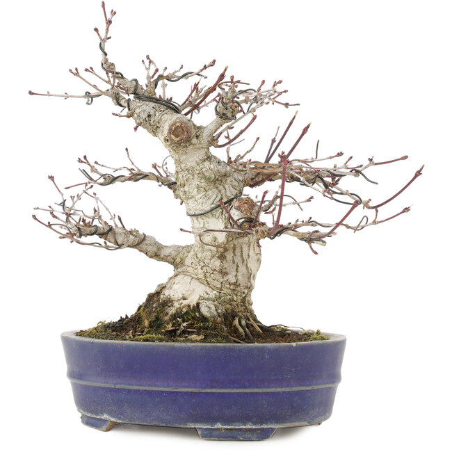 Acer palmatum, 18 cm, ± 25 years old