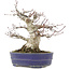 Acer palmatum, 18 cm, ± 25 anni