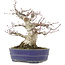 Acer palmatum, 18 cm, ± 25 jaar oud