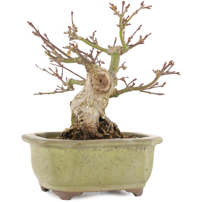 Acer palmatum, 14,3 cm, ± 20 Jahre alt