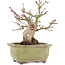 Acer palmatum, 14,3 cm, ± 20 anni