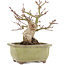 Acer palmatum, 14,3 cm, ± 20 jaar oud