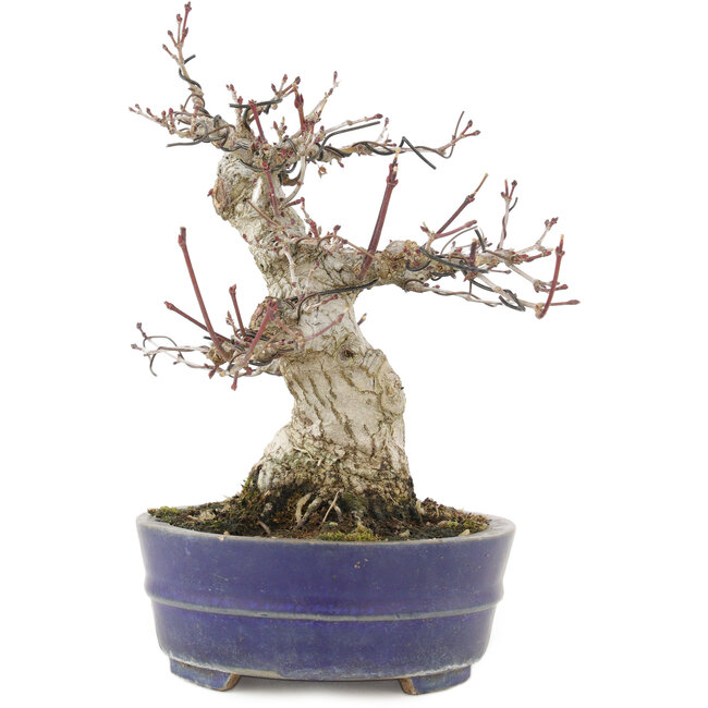 Acer palmatum, 18 cm, ± 25 jaar oud