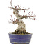 Acer palmatum, 18 cm, ± 25 ans
