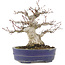 Acer palmatum, 18 cm, ± 25 jaar oud