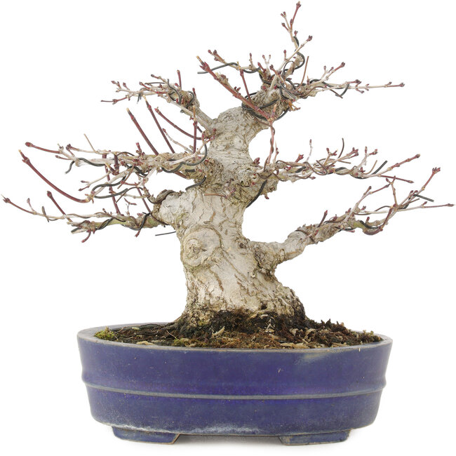 Acer palmatum, 18 cm, ± 25 años
