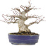Acer palmatum, 18 cm, ± 25 anni
