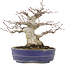 Acer palmatum, 18 cm, ± 25 jaar oud