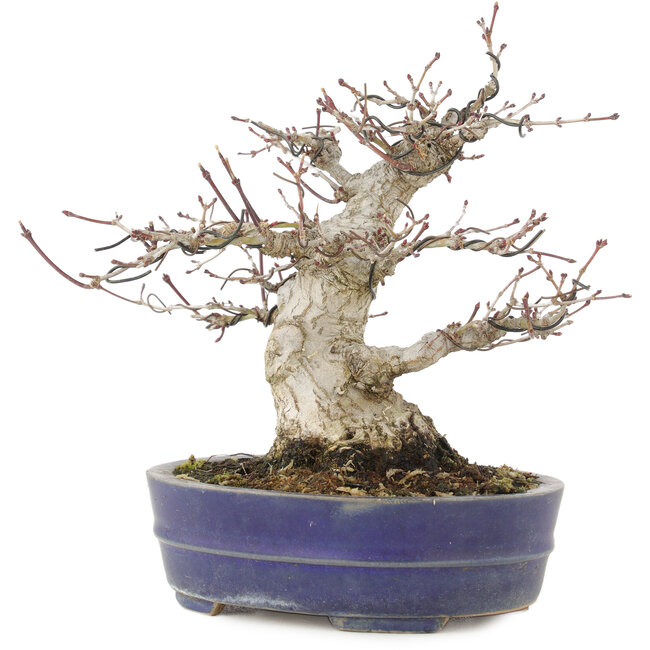 Acer palmatum, 18 cm, ± 25 anni