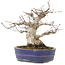 Acer palmatum, 18 cm, ± 25 anni