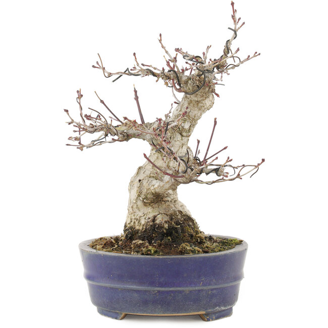 Acer palmatum, 18 cm, ± 25 ans