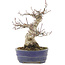 Acer palmatum, 18 cm, ± 25 anni