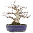 Acer palmatum, 18 cm, ± 25 jaar oud