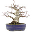 Acer palmatum, 18 cm, ± 25 years old