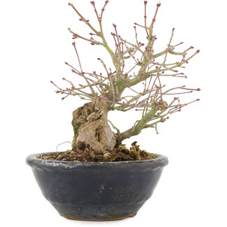 Acer palmatum, 15 cm, ± 15 ans
