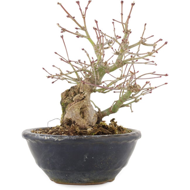 Acer palmatum, 15 cm, ± 15 Jahre alt