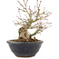 Acer palmatum, 15 cm, ± 15 anni