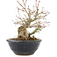 Acer palmatum, 15 cm, ± 15 Jahre alt