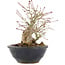 Acer palmatum, 15 cm, ± 15 Jahre alt