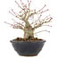 Acer palmatum, 15 cm, ± 15 Jahre alt