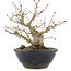 Acer palmatum, 15 cm, ± 15 jaar oud