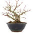 Acer palmatum, 15 cm, ± 15 Jahre alt